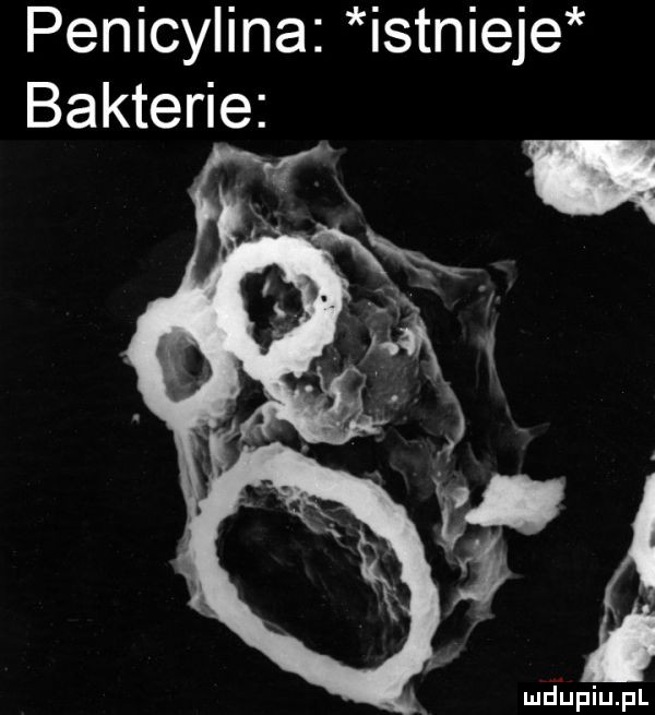 penicylina istnieje bakterie