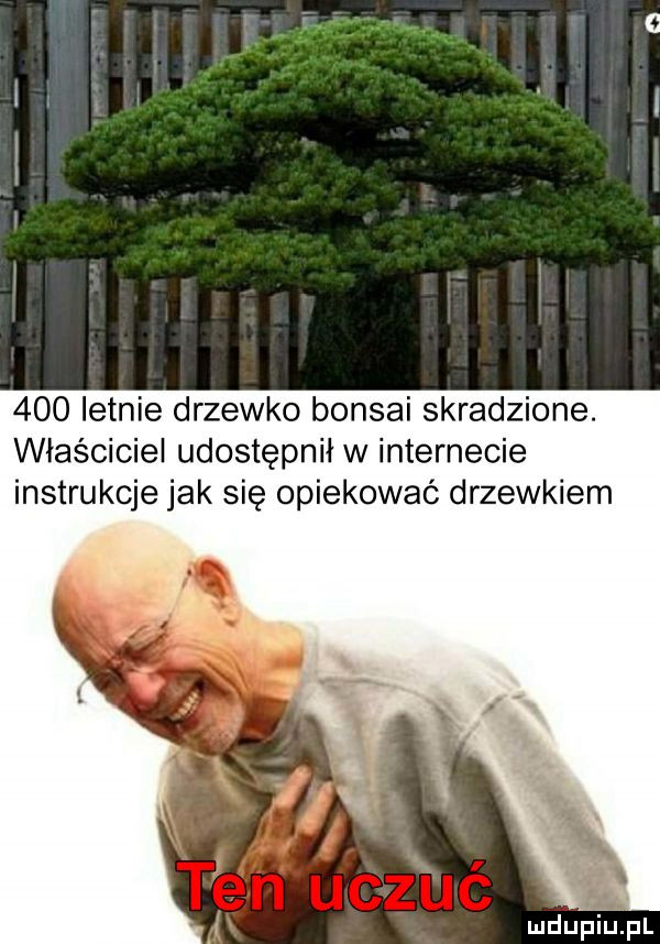 letnie drzewko bonsai skradzione. właściciel udostępnił w internecie instrukcje jak się opiekować drzewkiem