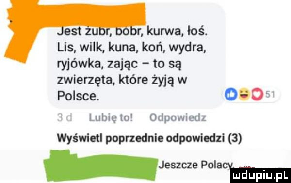 kurwa. łoś. lis wilk kuna koń wydra. ryjówka zając to są zwierzęta które żyją w polsce.    m lunięto odpowiedz wyśwleu poprzednie odpowiedzi   jeszcze polecamma