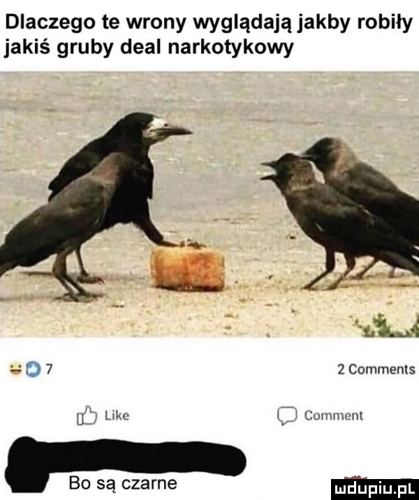 dlaczego te wrony wyglądają jakby robiły jakiś gruby deal narkotykowy o     comments jj lake i cunmwnl. bo są czarne