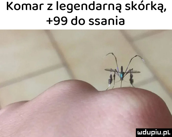 komar z legendarną skórką    do ssania w x