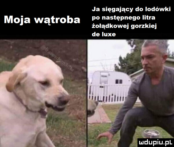 moja wątroba ja sięgający do lodówki po następnego litra żołądkowej gorzkiej de lube