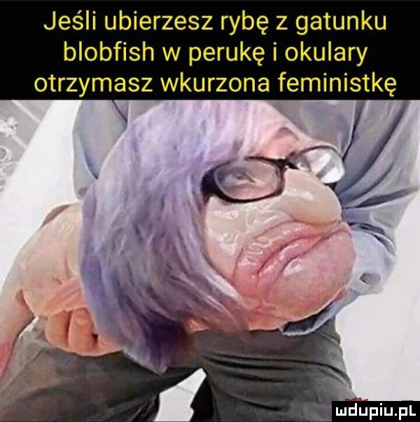 jeśli ubierzesz rybę z gatunku blobfish w perukę i okulary otrzymasz wkurzona feministkę mhupiu pl