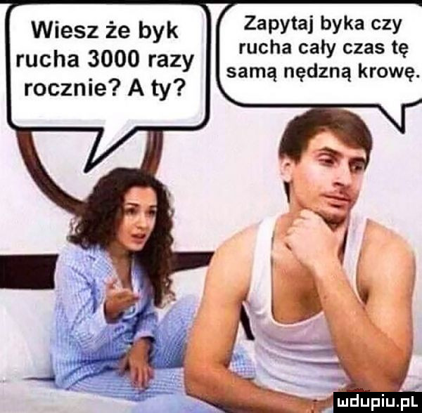 wiesz że byk śżzśżłęv ężęł rucha     razy samą nędzną krowę. rocznie a ty