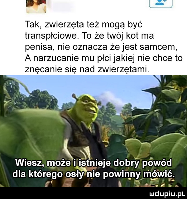 ł tak zwierzęta też mogą być transpłciowe. to że twój kot ma penisa nie oznacza że jest samcem a narzucanie mu płci jakiej nie chce to znęcanie się nad zwierzętami. wiesz może i istnieje dobry powód dla ktorego osły nie powmpy mgwic. abakankami