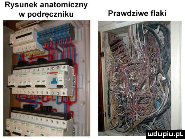 rysunek anatomiczny w podręczniku prawdziwe flaki l dupqul