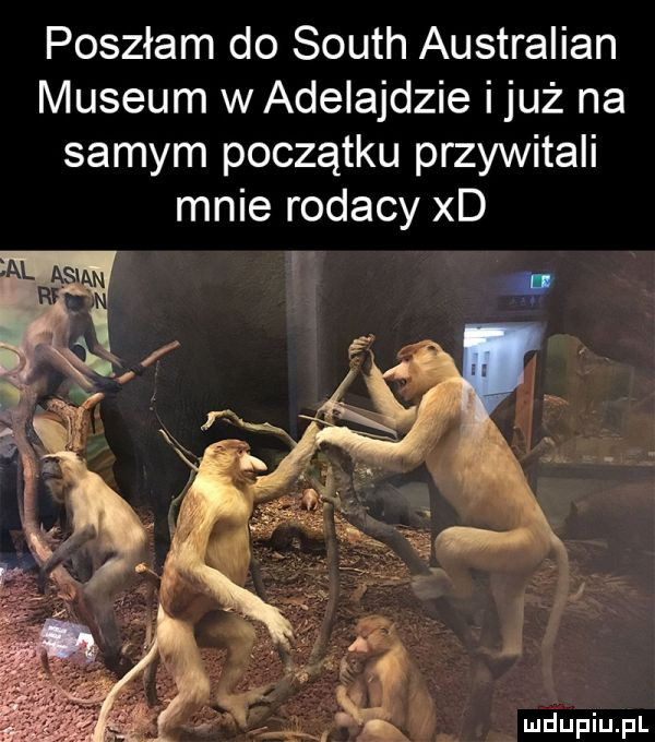 poszłam do south australian muzeum wadeiajdzie i już na samym początku przywitali mnie rodacy xd i i i