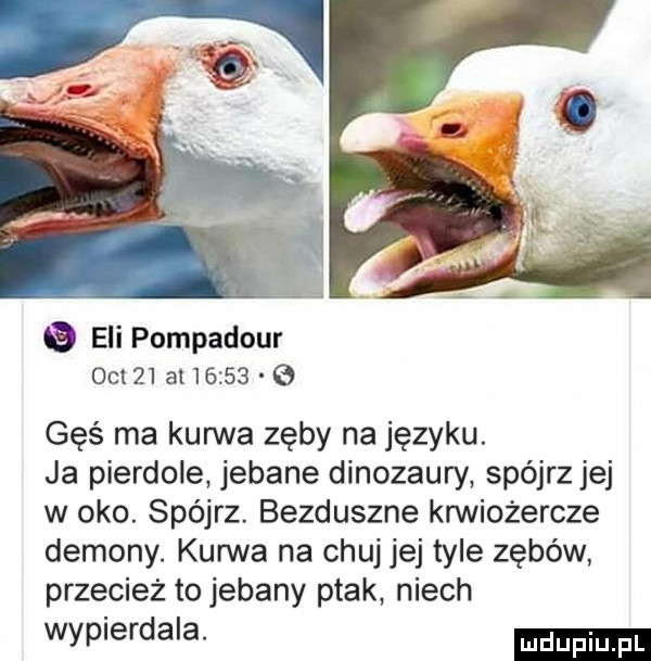 Gęsi