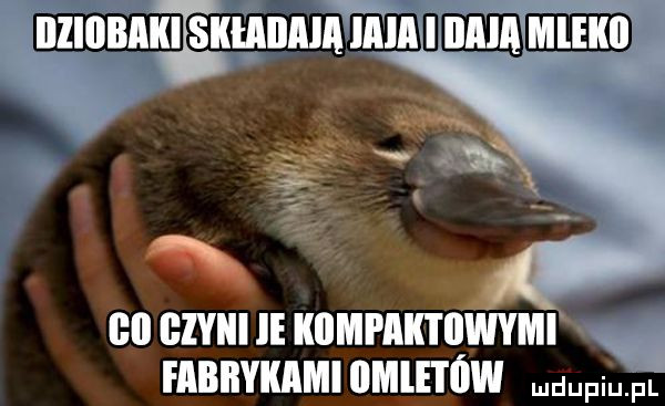 ullunnlwunnliiiln nnlwltl m lal gzyiii kiami ak i iiwymi fabbyikamiiimletów