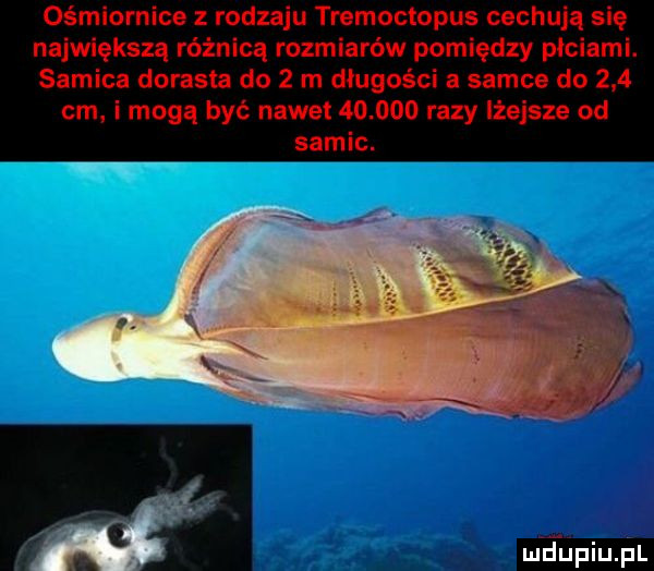 ośmiornica rodzaju tremoctopus cechują się największą różnicą rozmiarów pomiędzy płciami. samica dorasta do   m długości a samce do     cm. i mogą być nawet        razy lżejsze od samic. meupiupl