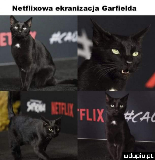 netflixowa ekranizacja garfielda   u. a ﬁ mx flix ivan