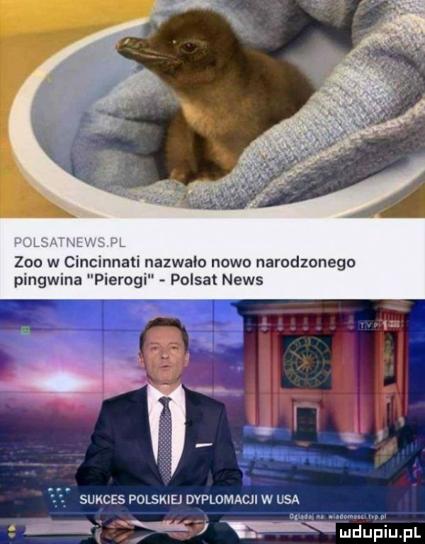 zoo w cincinnati nazwało nowo narodzonego pingwina polsat news sukces polskiej dyplomacji w usa an. abakankami mw   wmdupiupl