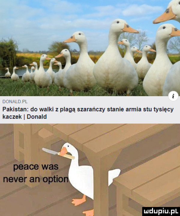 lamu x l pakistan do walki z plagą szarańczy stanie armia siu tysięcy kaczek donald