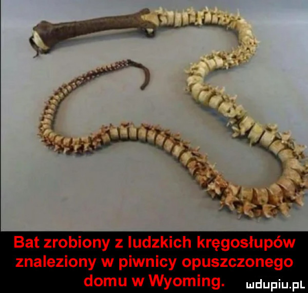 bat zrobiony z iudzkich kręgosłupów znaleziony w piwnicy opuszczonego domu wwyoming. ludupiu il