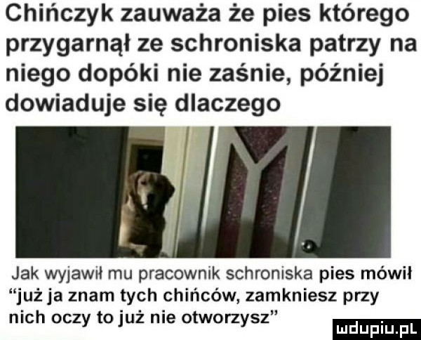 chińczyk zauważa że pies którego przygarnął ze schroniska patrzy na niego dopóki nie zaśnie później dowiaduje się dlaczego jak wyjawił mu pracownik schroniska pies mówił już ja znam tych chińców zamkniesz przy a. mch oczy toluz nie otworzysz