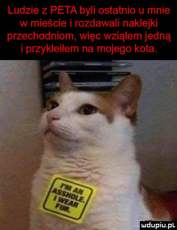 ludzie z peta byli ostatnio u mnie w mieście i rozdawali naklejki przechodniom więc wziąłem jedną i przykleiłem na mojego kota