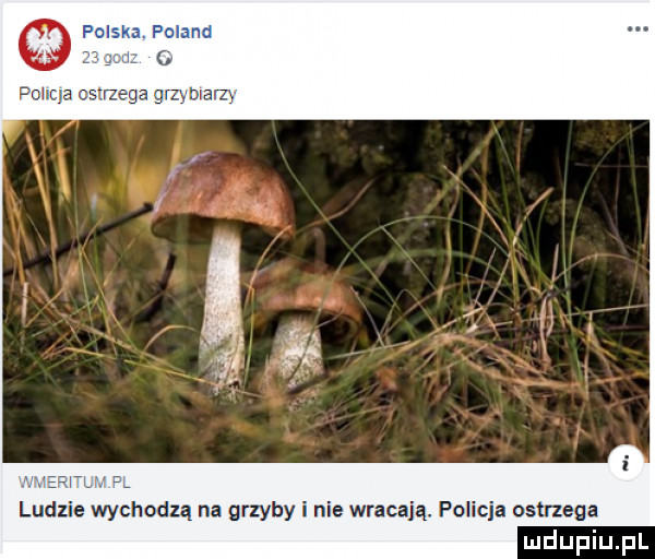 a r rmmrq hefitj i ludzie wychodzą na grzyby i nie wracają. policja ostrzega