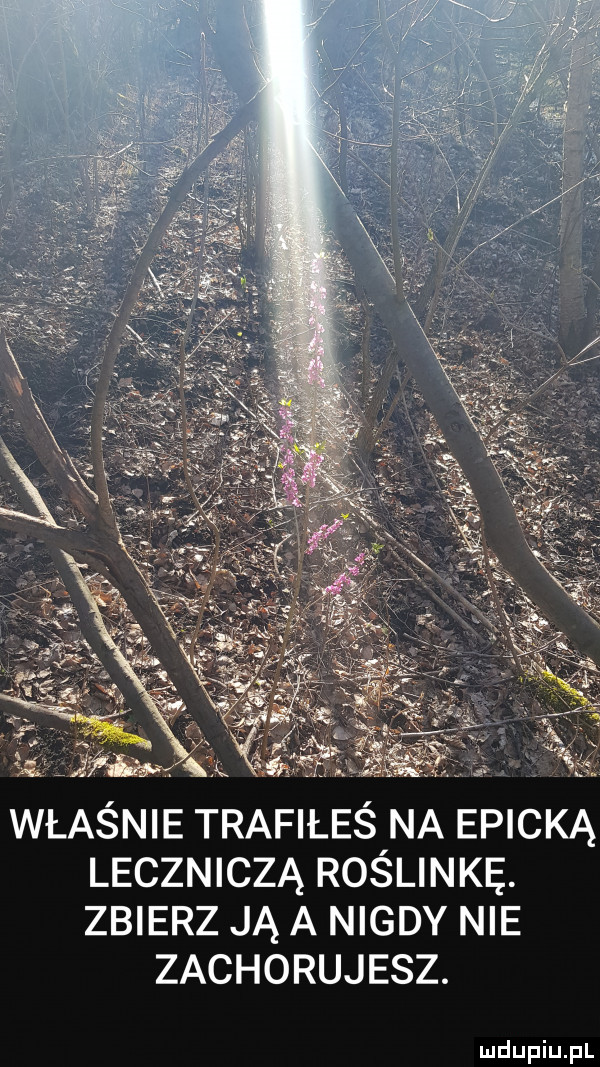 właśnie trafiłeś na epicką leczniczą roślinkę. zbierz ją a nigdy nie zachorujesz