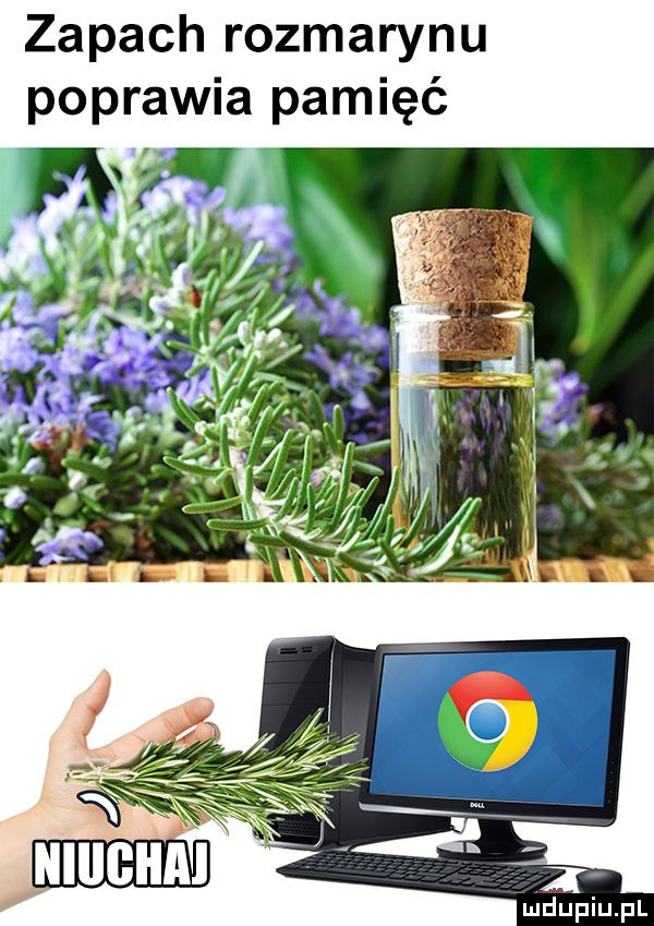zapach rozmarynu poprawia pamięć
