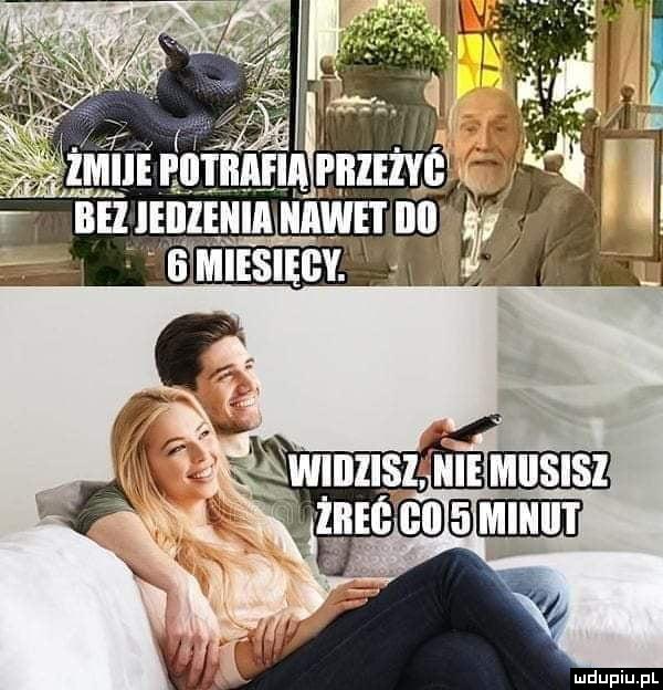 Żmije