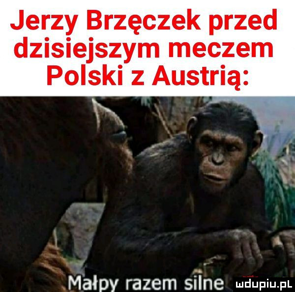 jerzy brzęczek przed dzisiejszym meczem polski z austrią małpy razem silne muupiu pl
