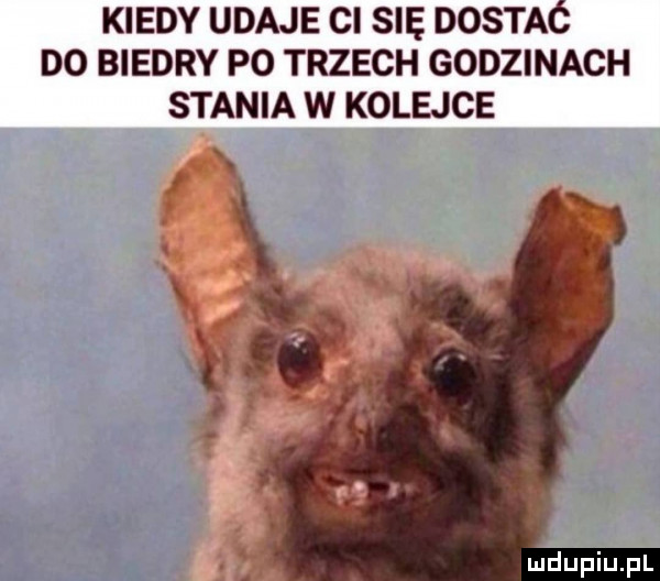 kiedy udaje ci się dosia do biedry po trzech godzinach stania w kolejce