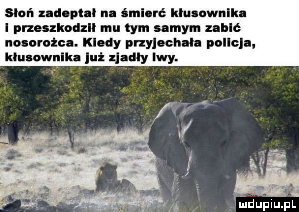 słoń ndepłał na śmierć kłusownika i przeszkodzll mu tym samym zabić nosorożca. klody przyjechal. pollcla. klusownlka już zjadły lwy. mf