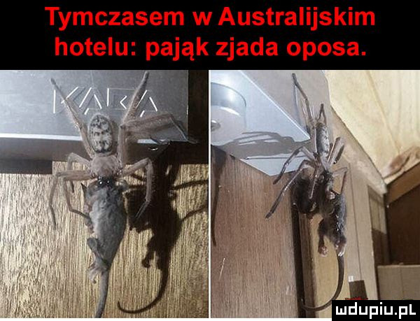 tymczasem w australijskim hotelu pająk zjada oposa.   k