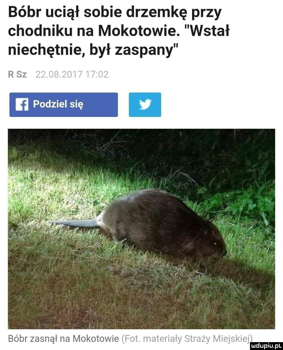 Bóbr uciął sobie drzemkę
