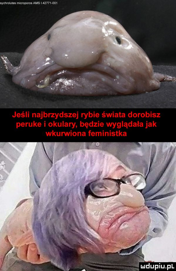 mm ustawka ams     wm jeśli najbnydszej rybie świata dorobisz peruke i okulary będzie wyglądała jak wkupiona feministka jmdupiupl