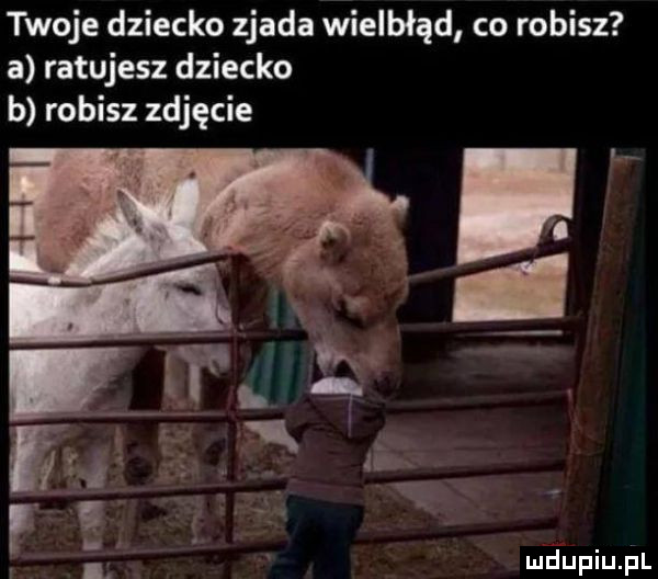 twoje dziecko zjada wielbłąd co robisz a ratujesz dziecko b robisz zdjęcie