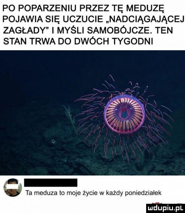 po poparzeniu przez tę meduzę pojawia się uczucie nadciągającej zagłady i myśli samobójcze. ten stan trwa do dwóch tygodni ta meduza to moje życie w każdy poniedziałek