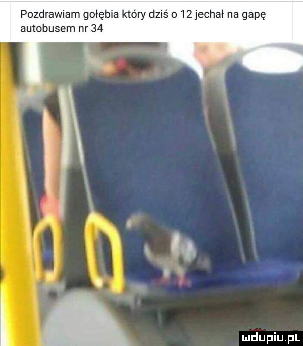 pozdrawiam gołębia który dziś  żjechał na gapę autobusem nr    i. wdupiu pl