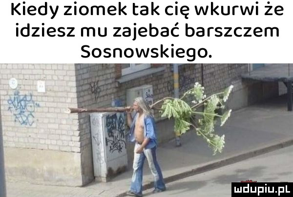 kiedy ziomek tak cię wkurwi że idziesz mu zajebać barszczem sosnowskiego. f