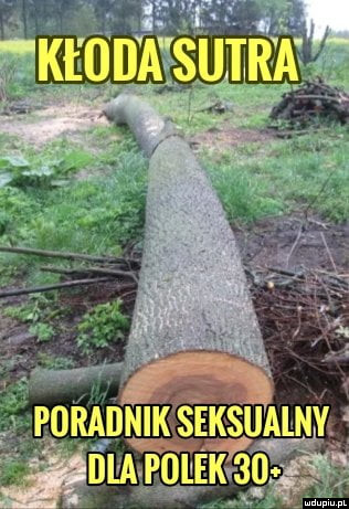 Kłoda sutra