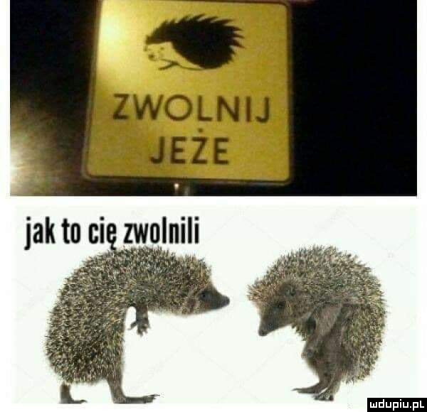 Zwolnij jeże