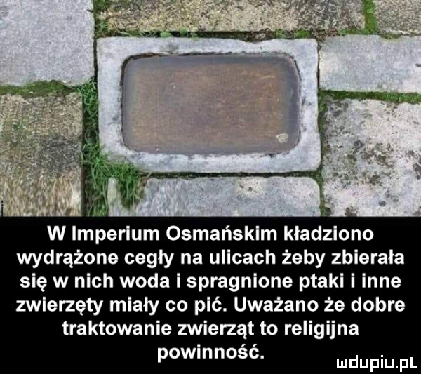 w imperium osmańskim kładziono wydrążone cegły na ulicach żeby zbierała się w nich woda i spragnione ptaki i inne zwierzęcy miały co pić. uważano że dobre traktowanie zwierząt to religijna powinność
