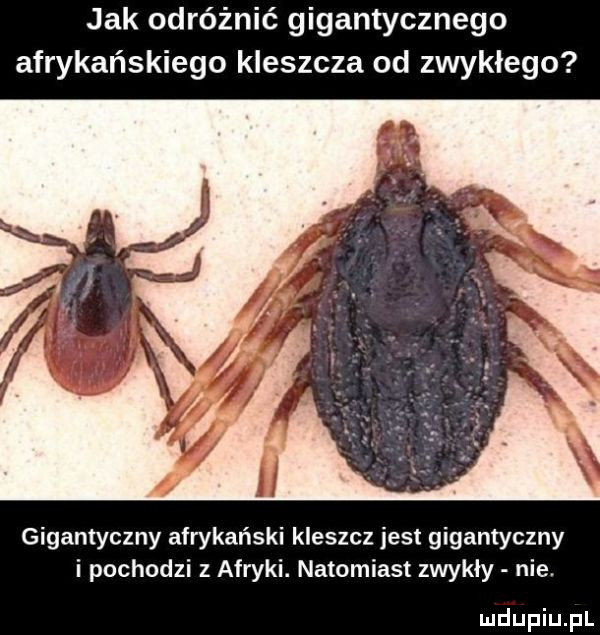 jak odróżnić gigantycznego afrykańskiego kleszcza od zwykłego gigantyczny afrykański kleszcz jest gigantyczny i pochodzi z afryki. natomiast zwykły nie