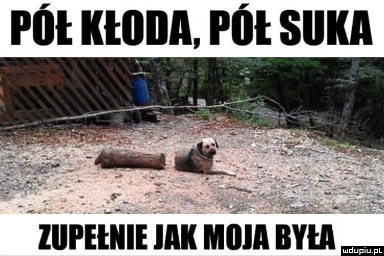 Pół kłoda, pół suka