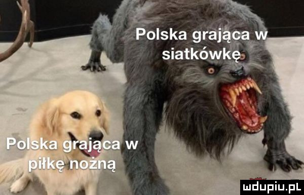 a   a polska graj siatków e r f