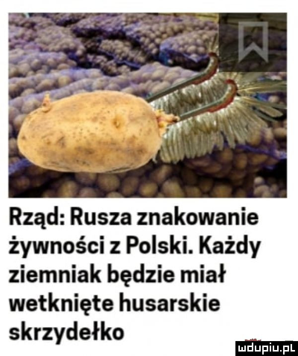 rząd rusza znakowanie żywności z polski. każdy ziemniak będzie miał wetknięte husarskie skrzydełko