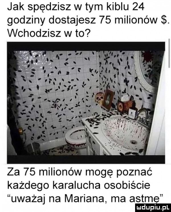 jak spędzisz w tym kiblu    godziny dostajesz    milionów. wchodzisz w to za    milionów mogę poznać każdego karalucha osobiście uważaj na mariana ma astm