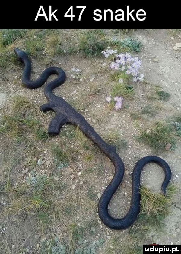 ak    snake