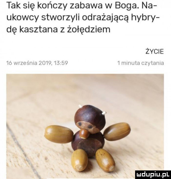 tak się kończy zabawa w boga. na ubowcy stworzyli odrażającą hydry dę kasztana z żołędziem życie w m rr     w t ludu iu. l