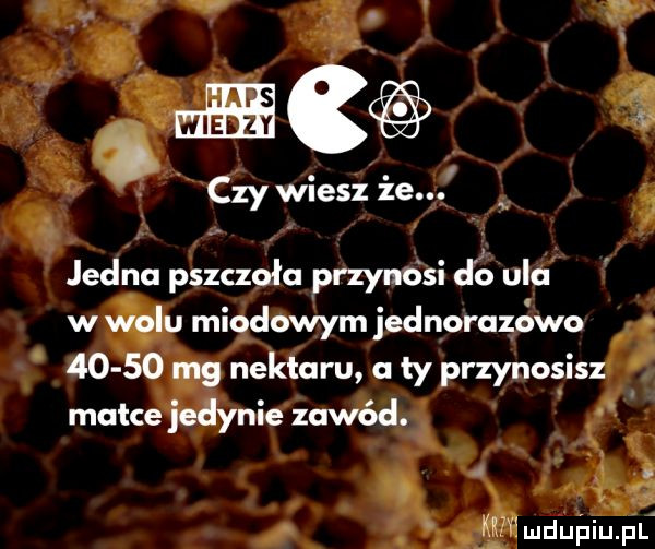 czy wiesz że. rą jedno pszczoło przynosi jo ulo w k miodowym jednorazowo ę       nektaru a ły przynosist matce jedynie zawód. abakankami w h ludupiu pl