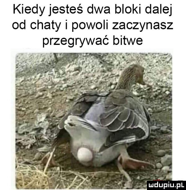 kiedy jesteś dwa bloki dalej od chaty i powoli zaczynasz mdiniu pl
