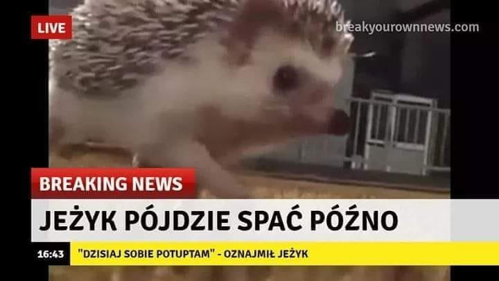 live   hkakyoumwnnews com breaking news jeżyk pójdzie spać późno       dzisiaj som potuptam oznajmił jeżak