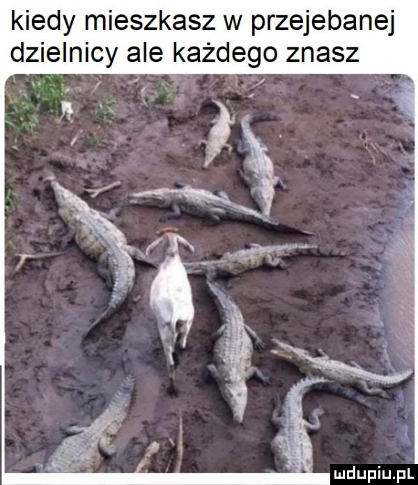 kiedy mieszkasz w przejebane dzielnicy ale każdego znasz