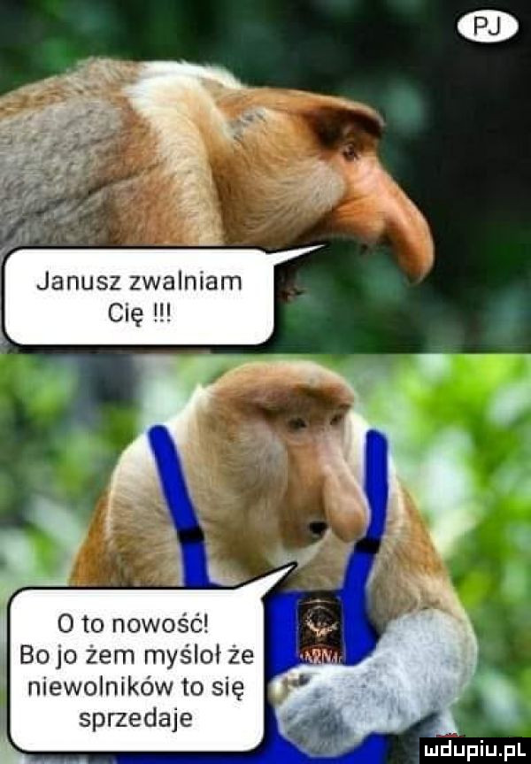 janusz zwalniam cię o to nowość bojo żem myślał że niewolników to się sprzedaje