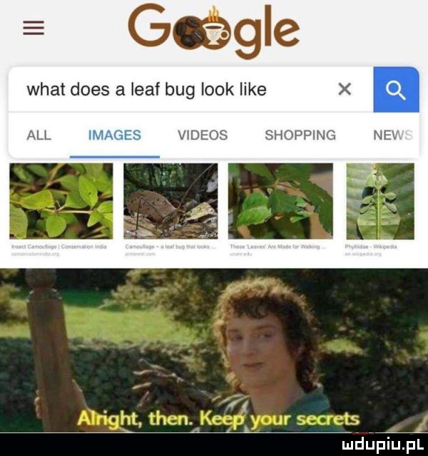 g t able wiat dres a leaf bug look like x v deos shopping ne. abakankami l f l l     mﬂﬁpiupl